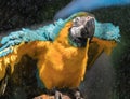 Macaw